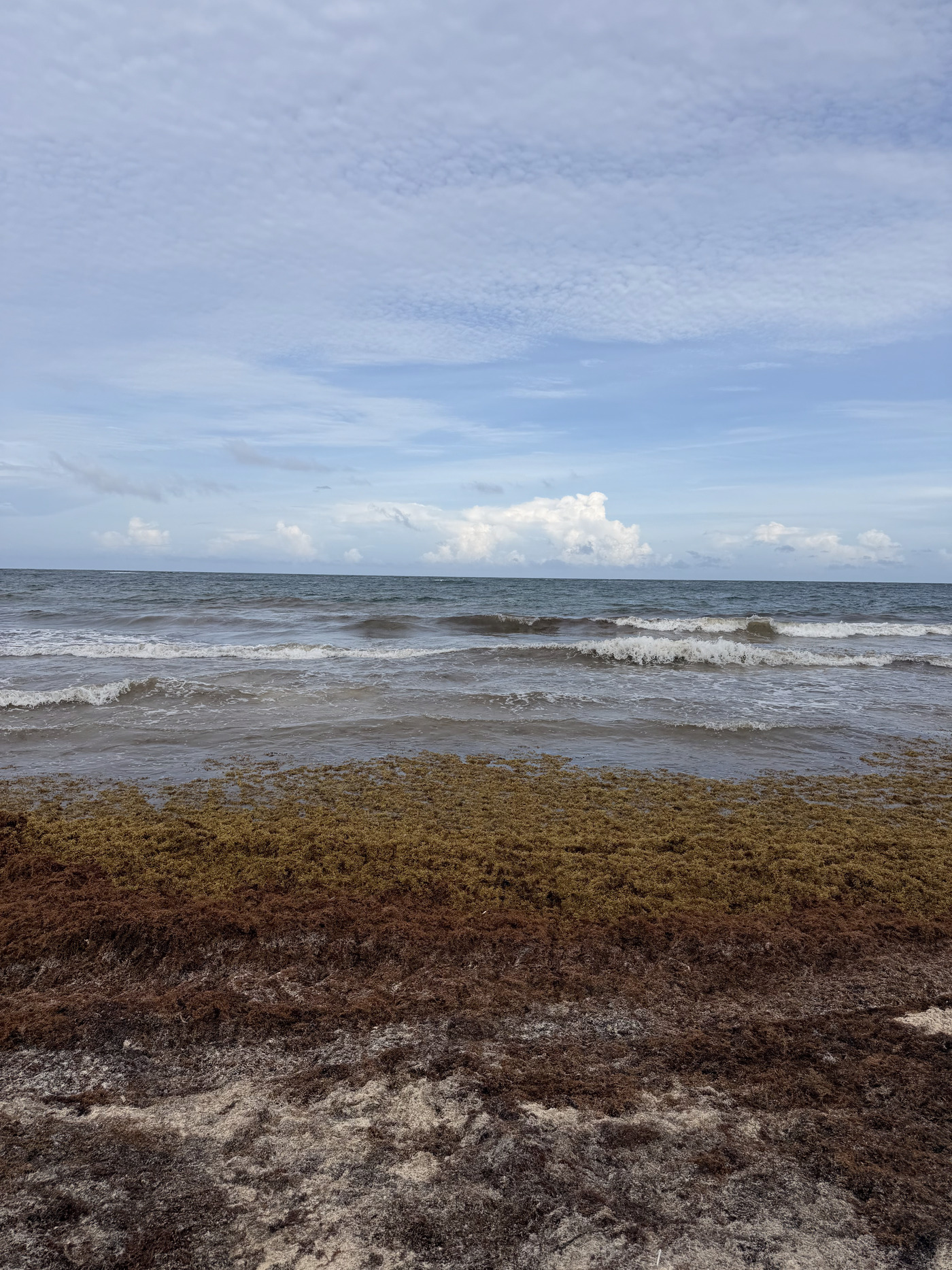 The Golden Tide: Tracking the World's Largest Seaweed Bloom