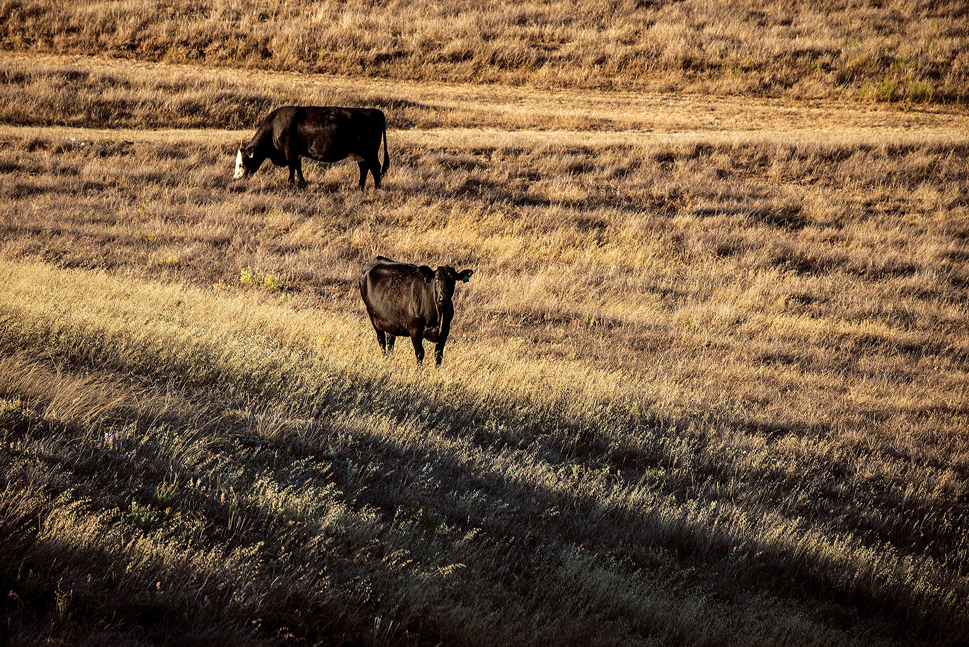 Beyond Carbon: Navigating the Future of Sustainability