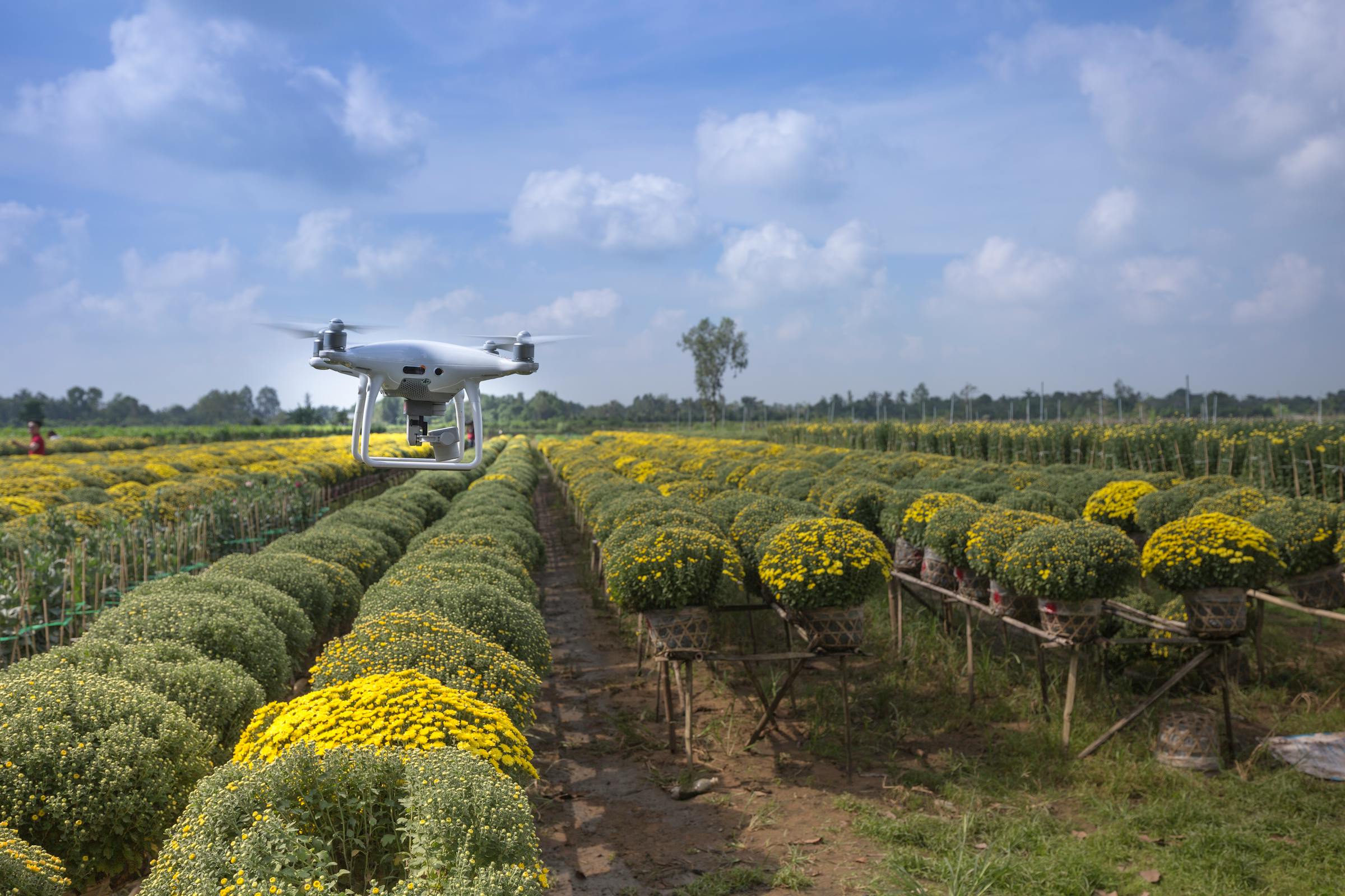 Aerial view of agricultural crop rows